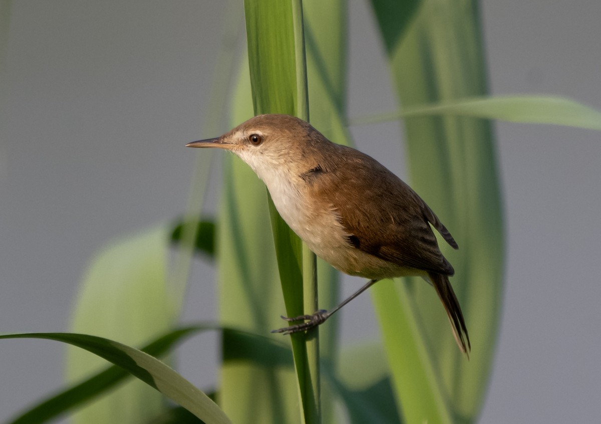Lesser Swamp Warbler - ML501044961