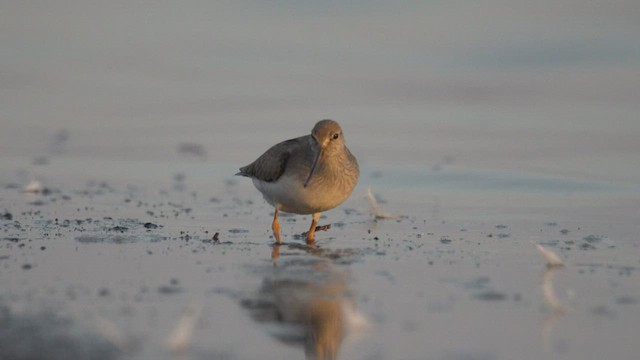 Terek Sandpiper - ML501045031