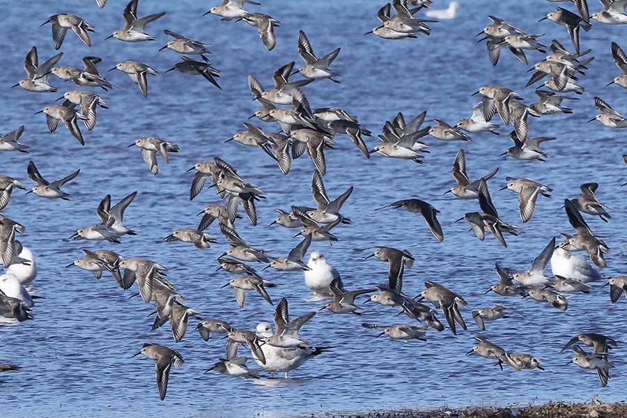 Dunlin - ML501045511