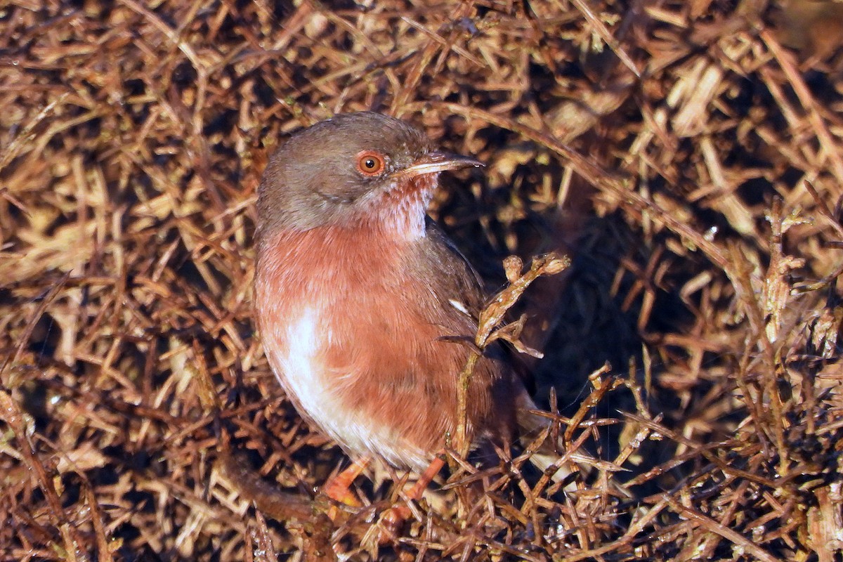 Dartford Warbler - ML501045561