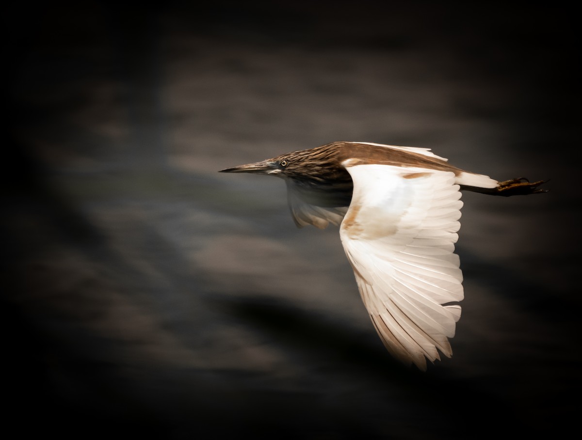 Squacco Heron - ML501045571