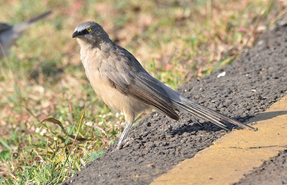 Large Gray Babbler - Arun Prabhu