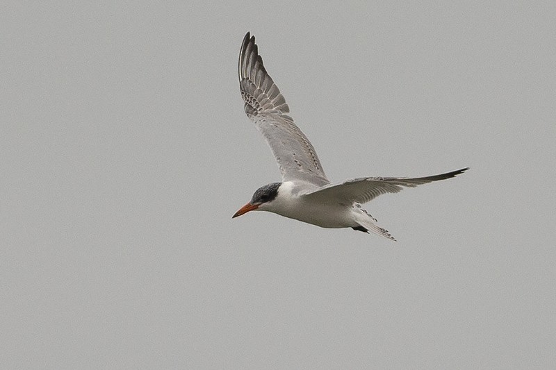 Caspian Tern - ML501046861