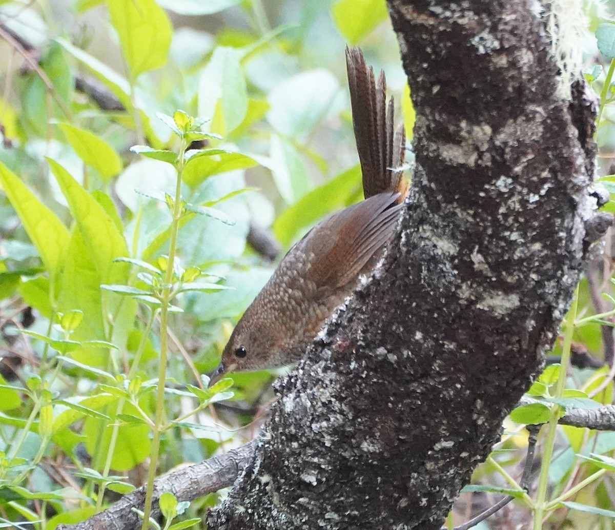 Rufous Scrub-bird - ML501047161