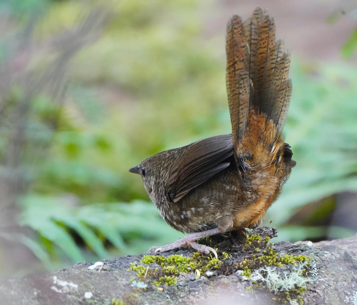 Rufous Scrub-bird - ML501047251