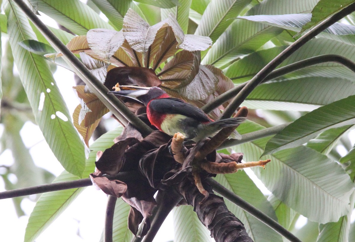 Red-necked Aracari - ML50104871