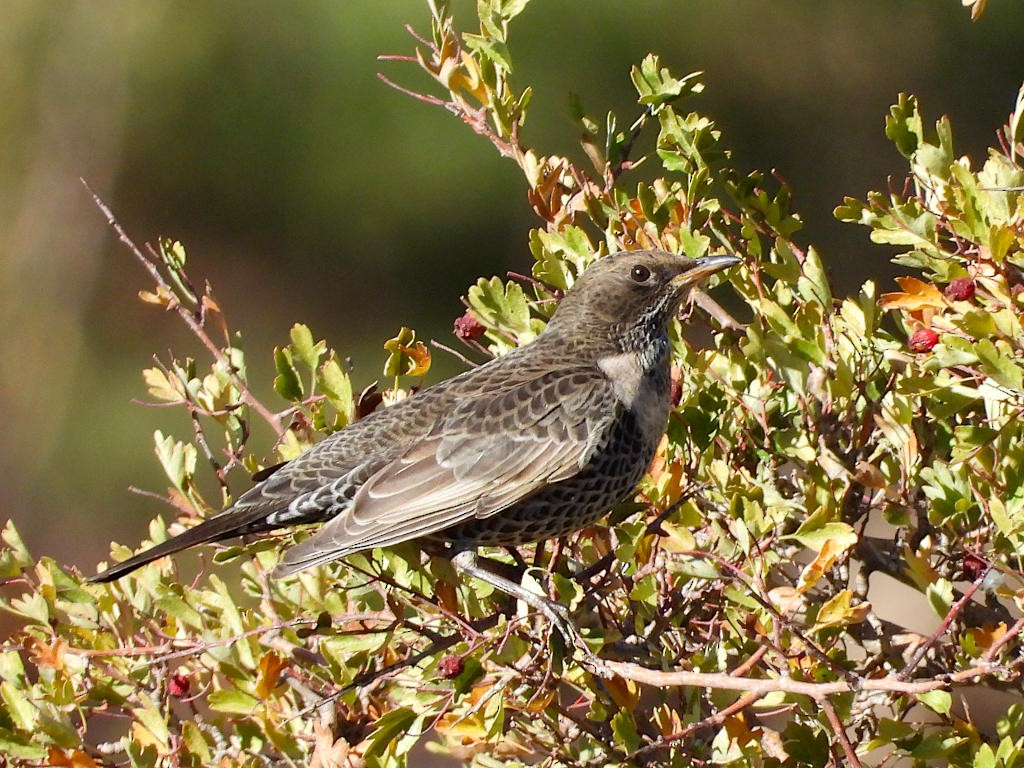 Ring Ouzel - ML501051281