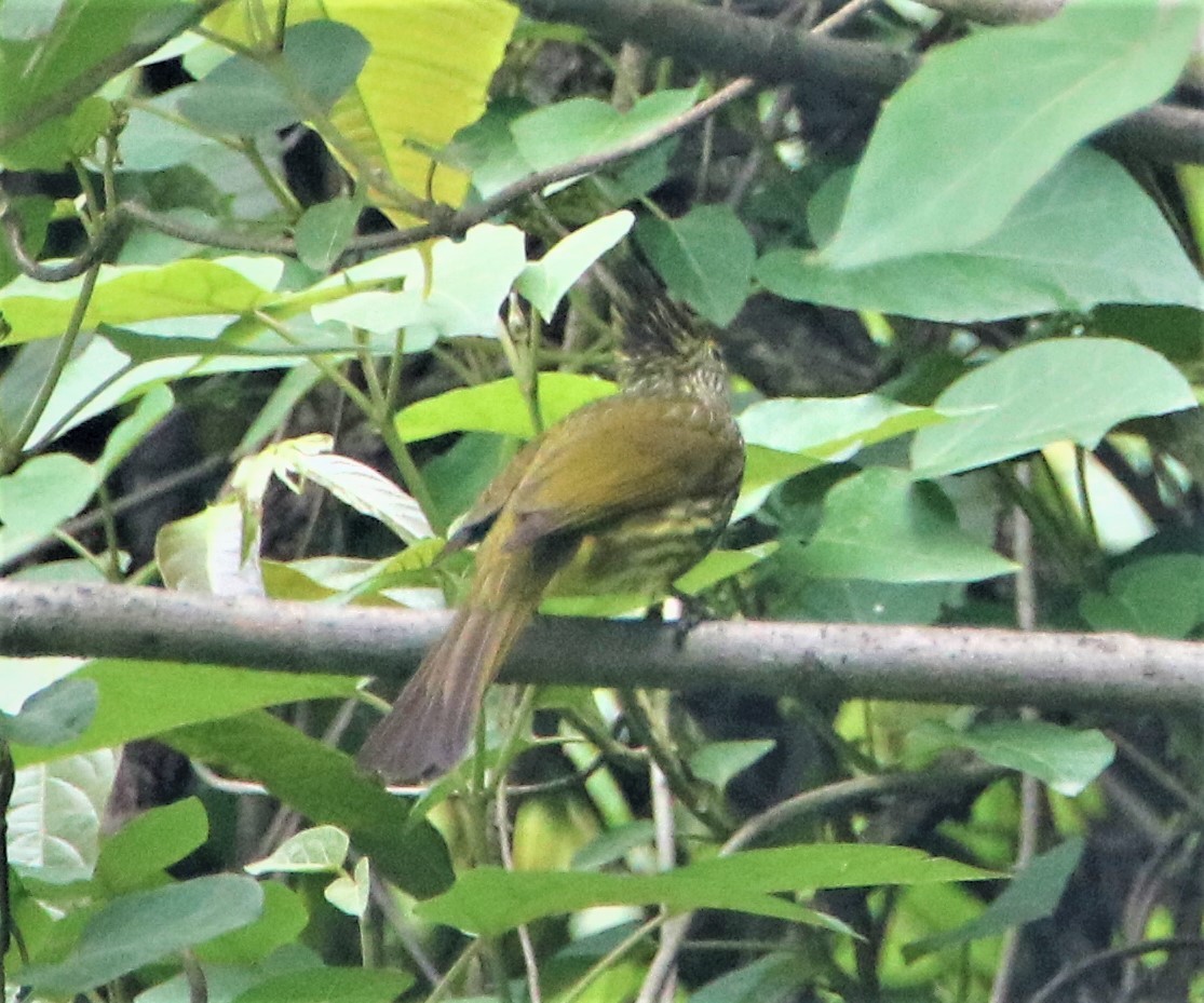 Striated Bulbul - ML501051351