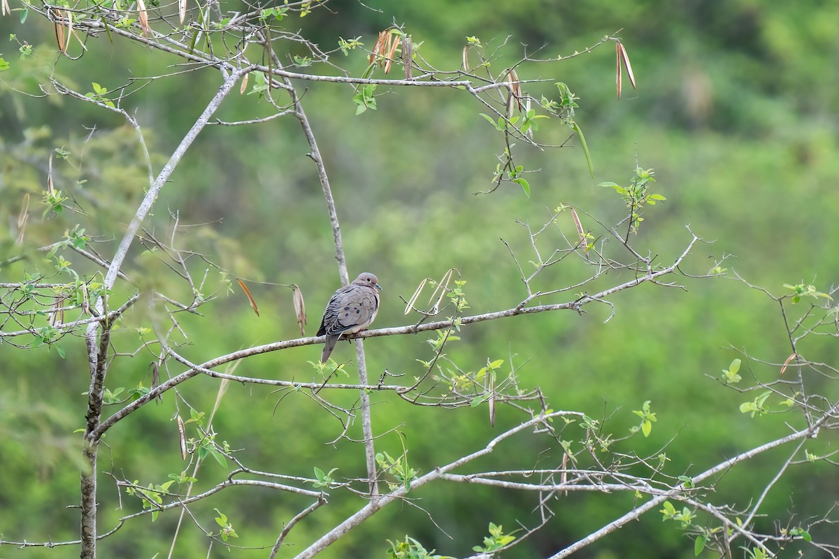 Eared Dove - Paul Beerman