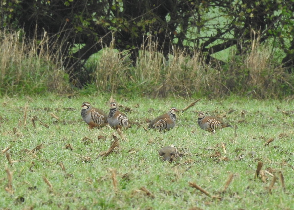 Red-legged Partridge - ML501051751