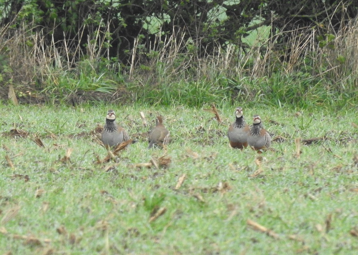 Red-legged Partridge - ML501051761