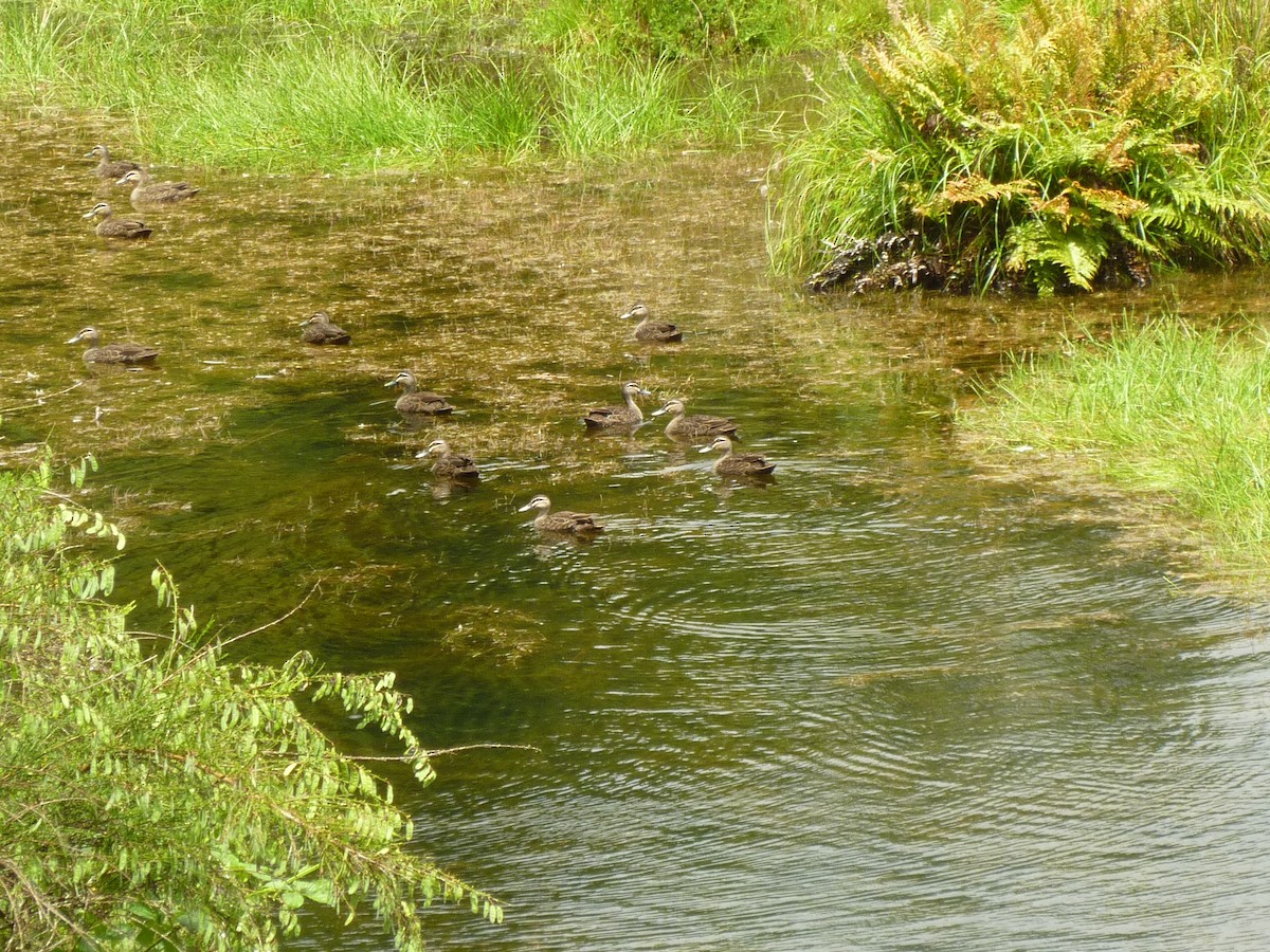 Pacific Black Duck - ML501052181