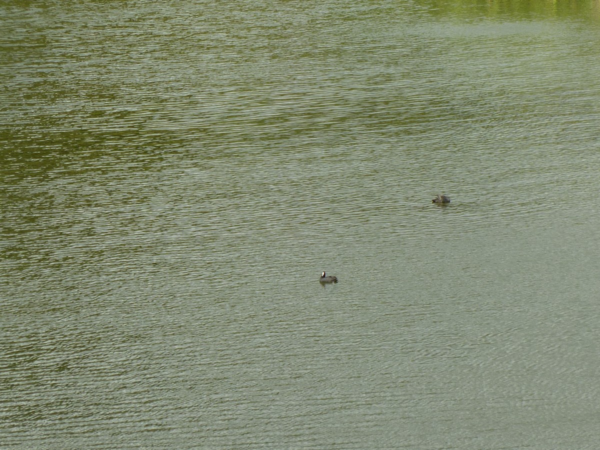 Eurasian Coot - ML501052201