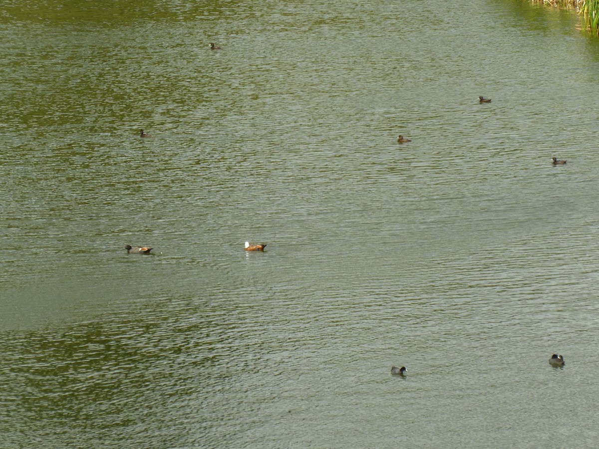 Paradise Shelduck - ML501052231