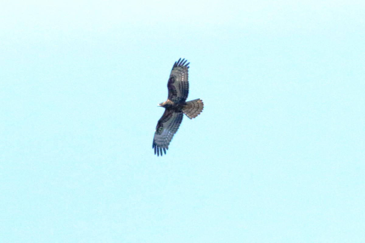 European Honey-buzzard - ML501052681