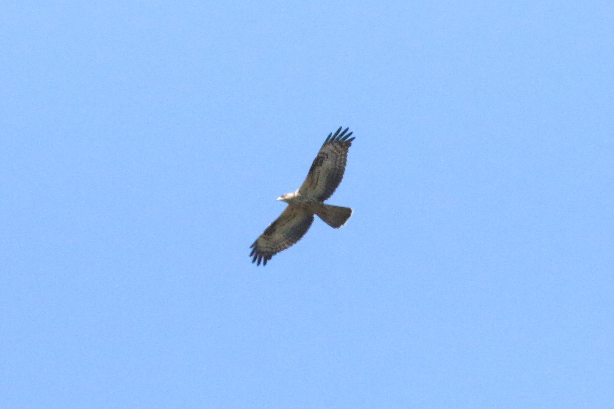 European Honey-buzzard - ML501052701