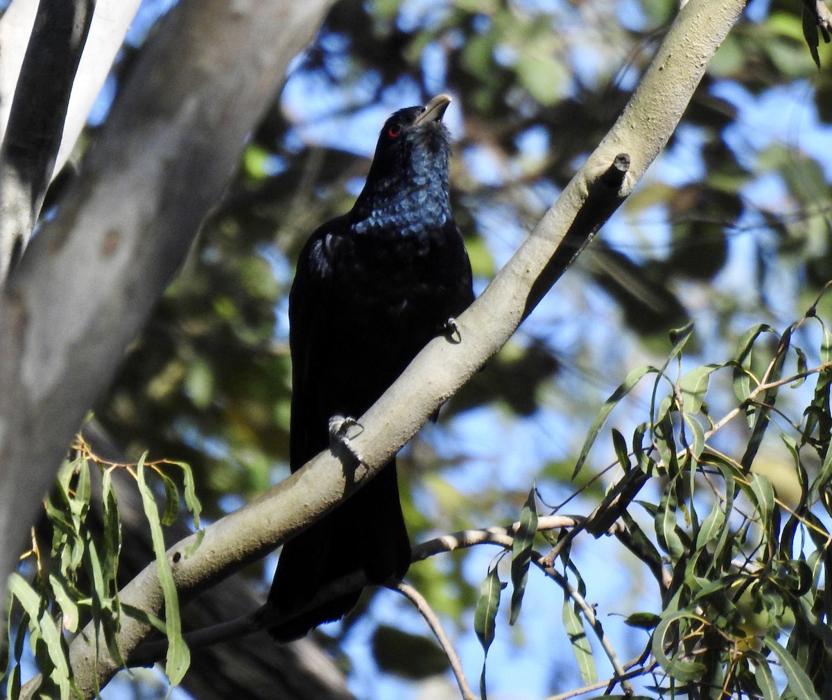 Pacific Koel (Australian) - ML501052851