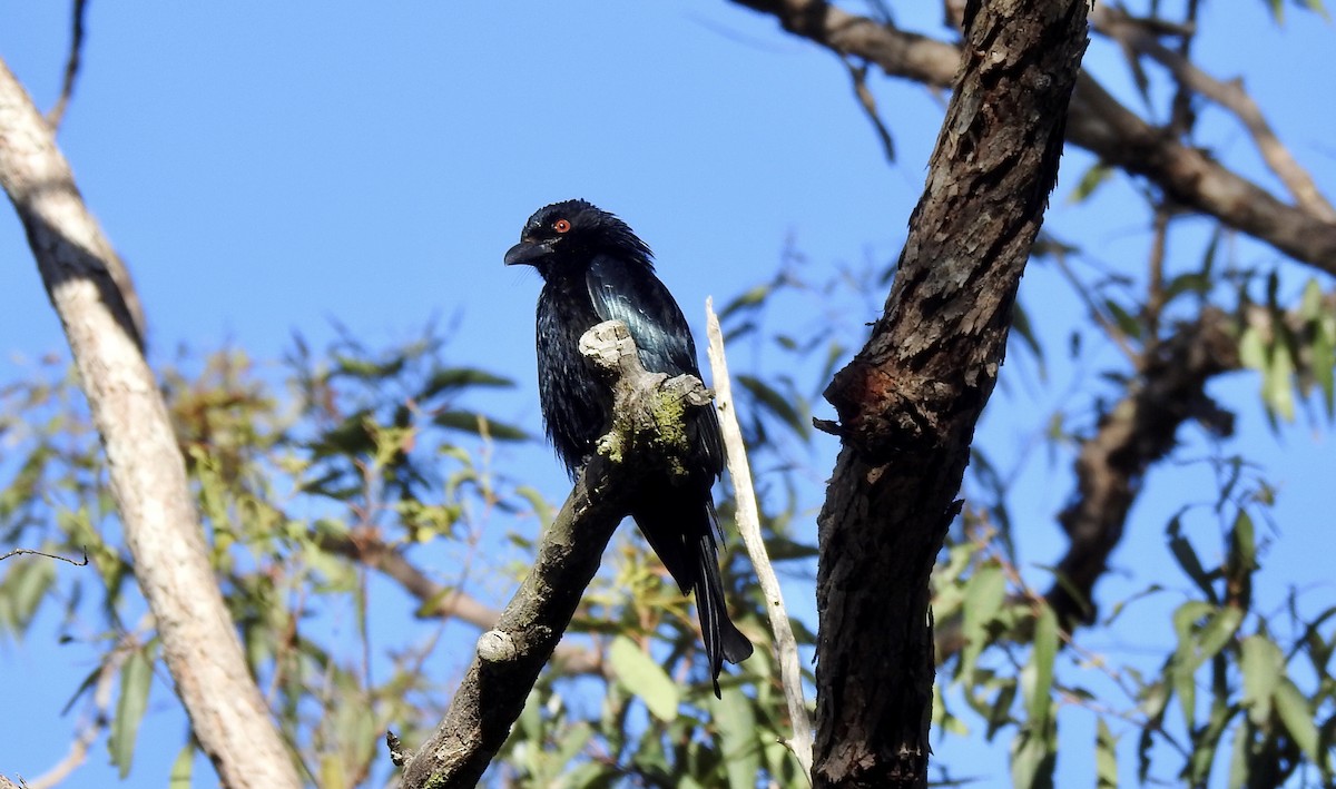 Spangled Drongo - ML501053041