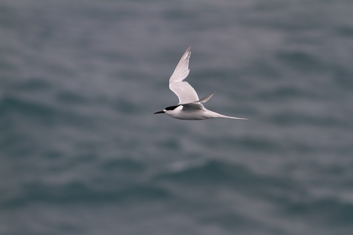 White-fronted Tern - ML501053061