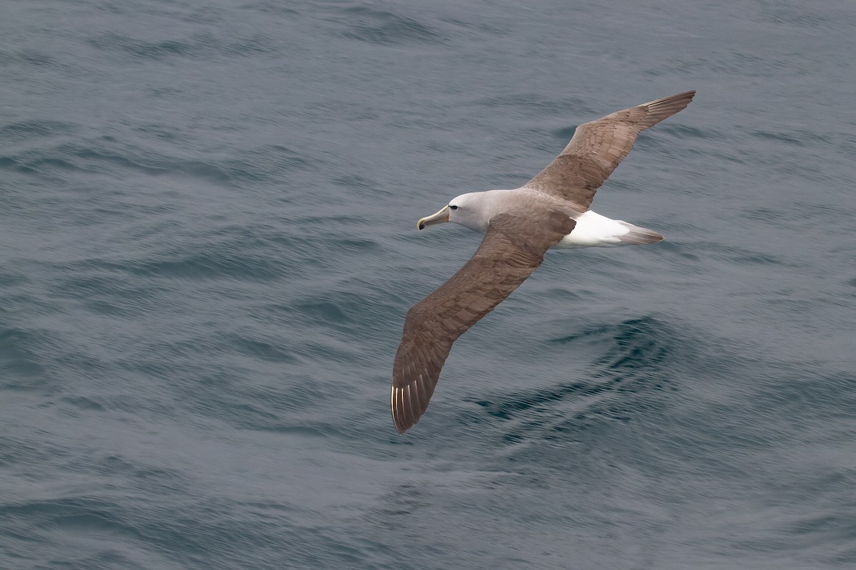 Salvin's Albatross - ML501053071