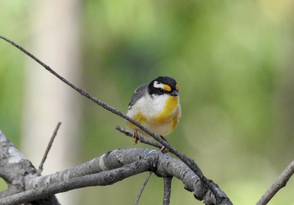 Striated Pardalote - ML501053191