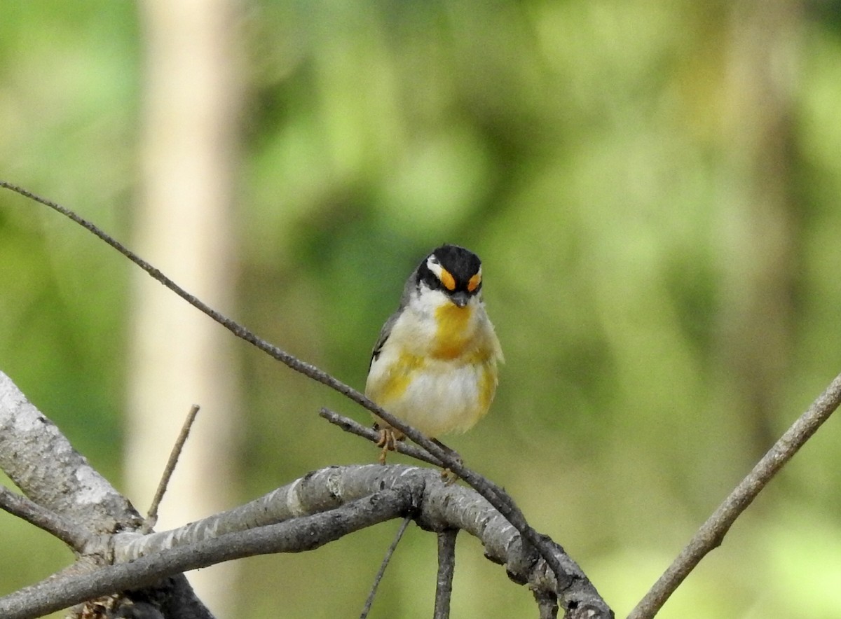 Striated Pardalote - ML501053201