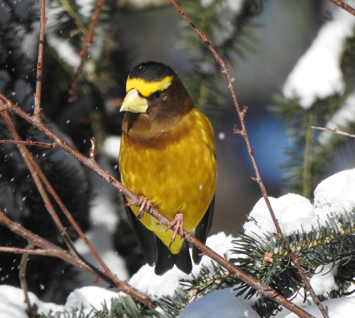 Evening Grosbeak - Barbara N. Charlton