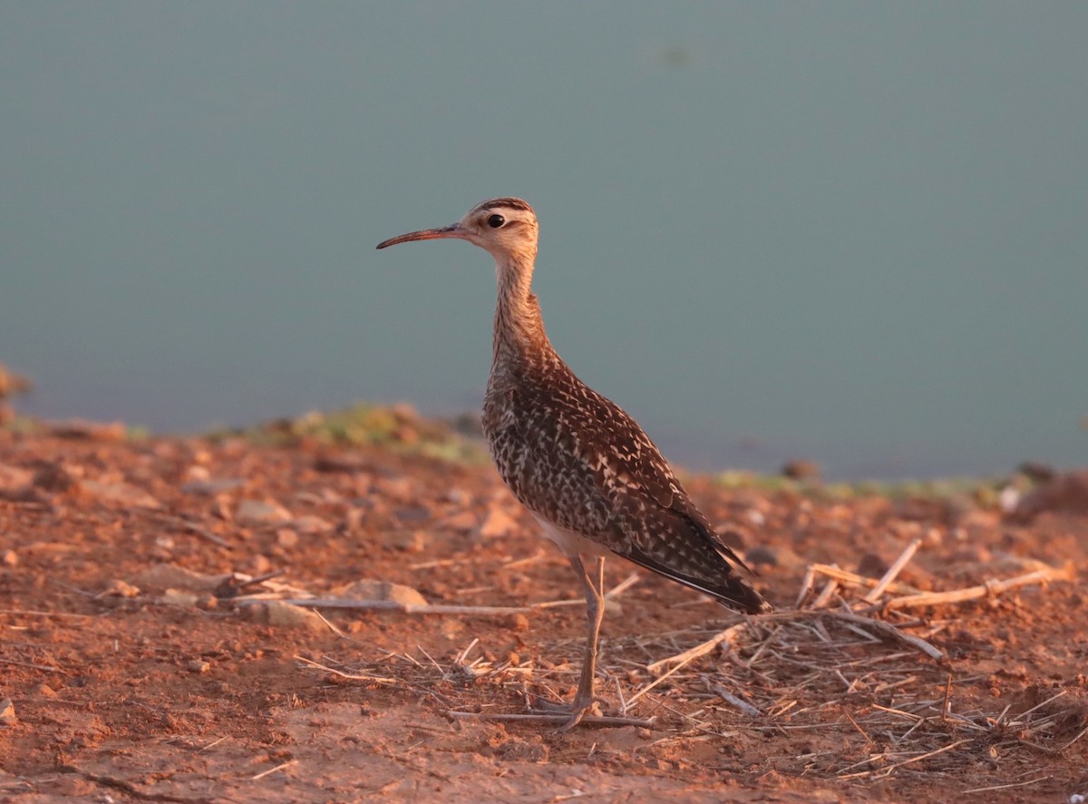 Little Curlew - Dan Ashdown