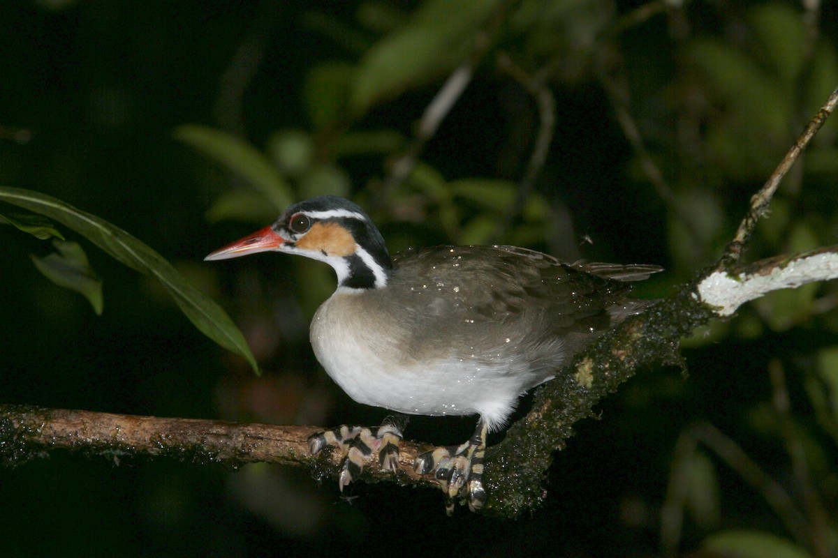 Sungrebe - Vincent Rufray