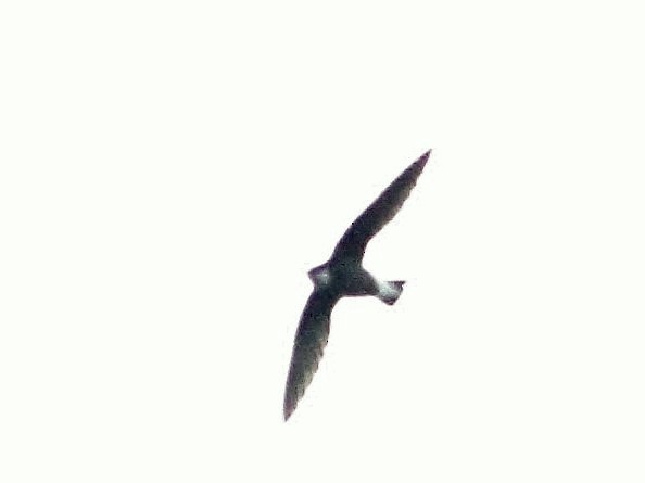 White-throated Needletail - Chitra Shanker