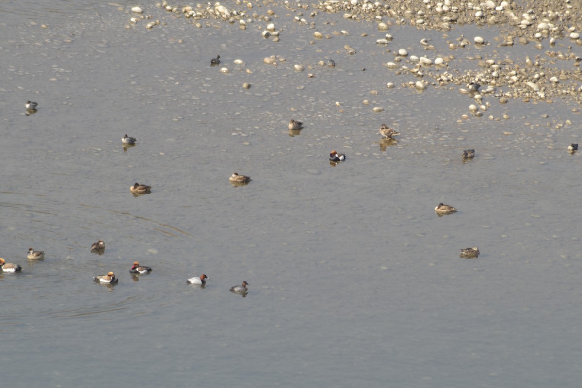 Common Pochard - ML50105531