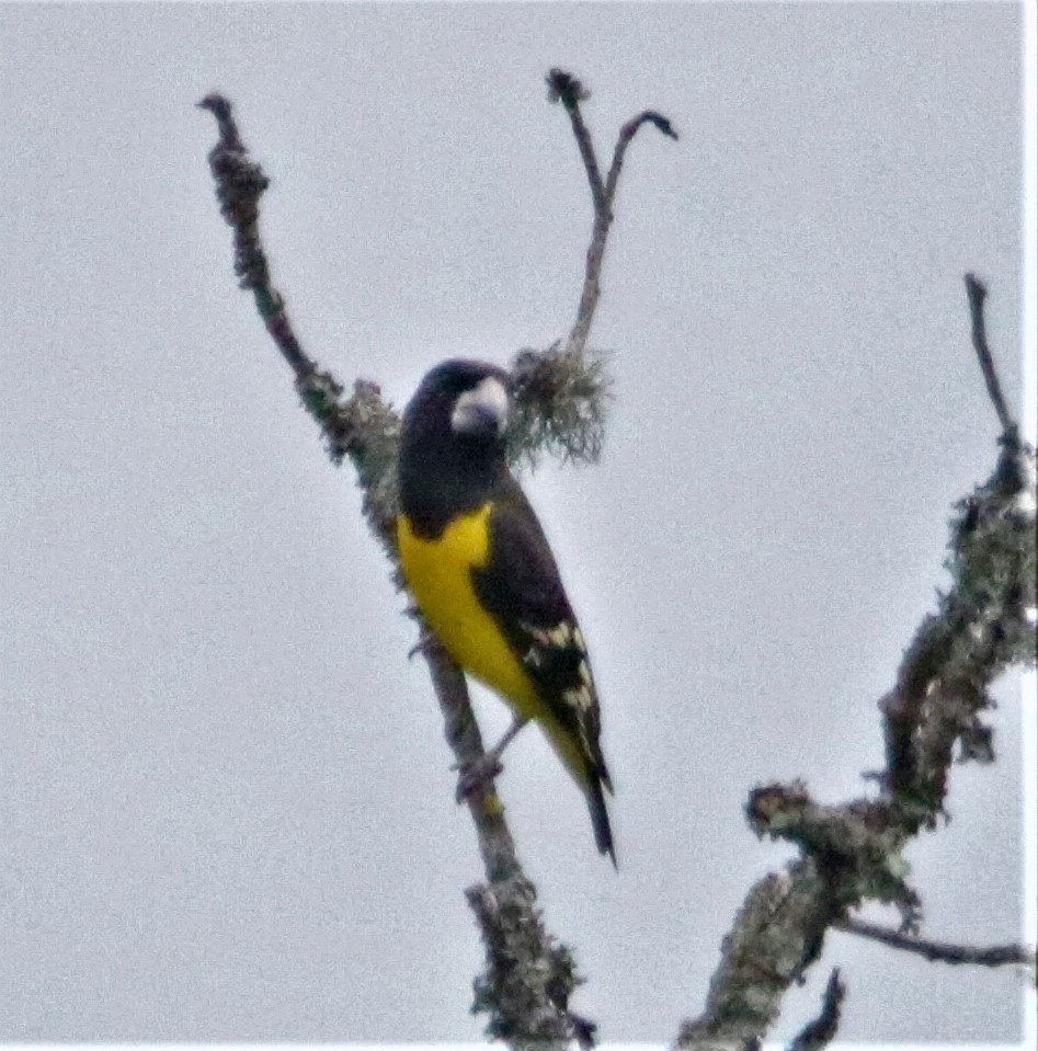 Spot-winged Grosbeak - ML501055651