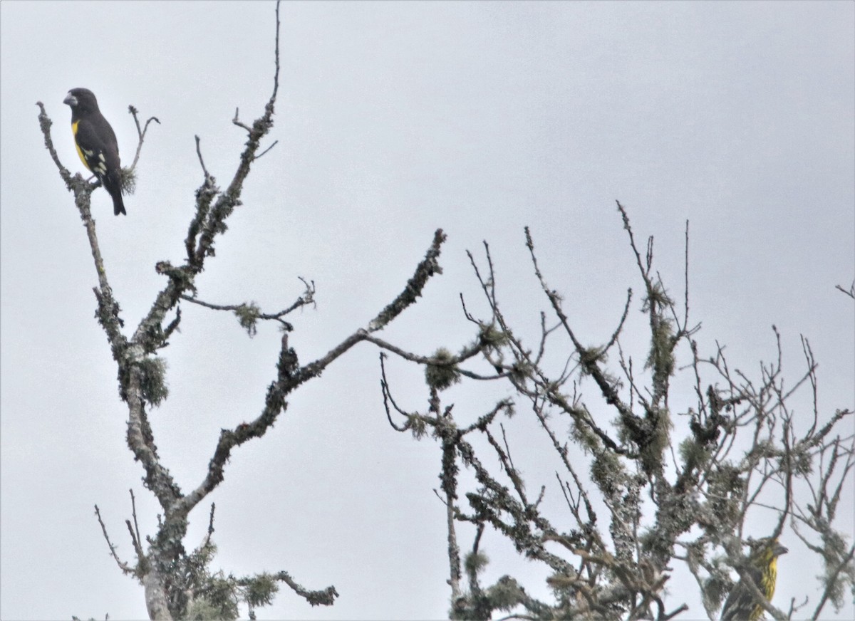 Spot-winged Grosbeak - ML501055661