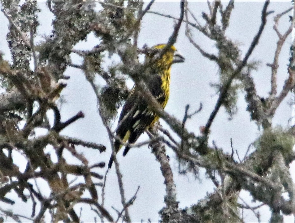 Spot-winged Grosbeak - ML501055671