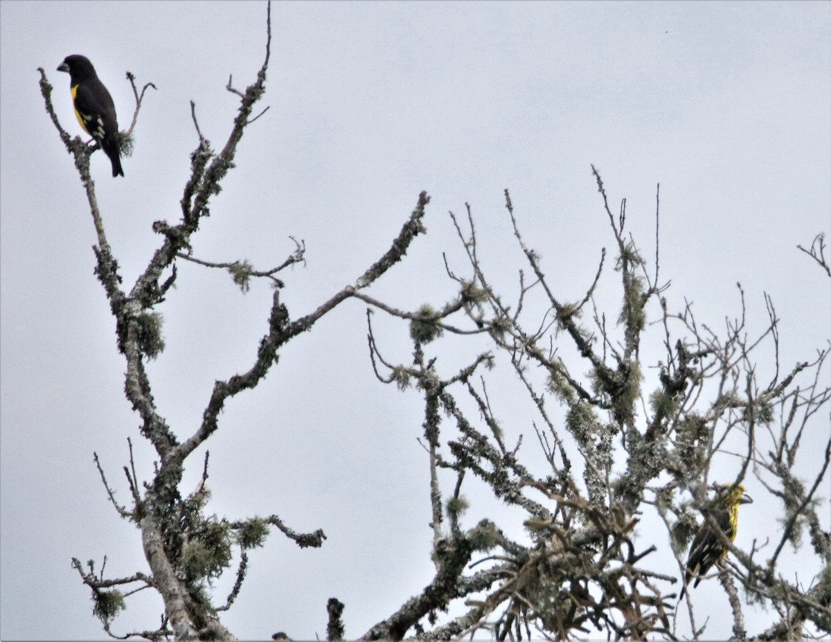 Spot-winged Grosbeak - ML501055681