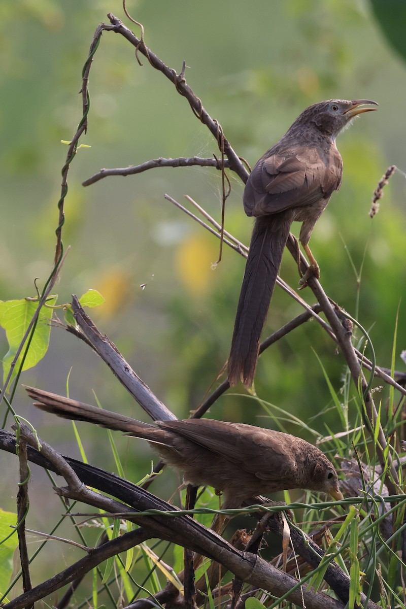 Arabian Babbler - ML501056901