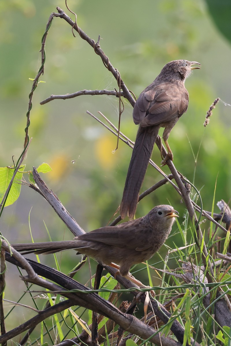 Arabian Babbler - ML501056921