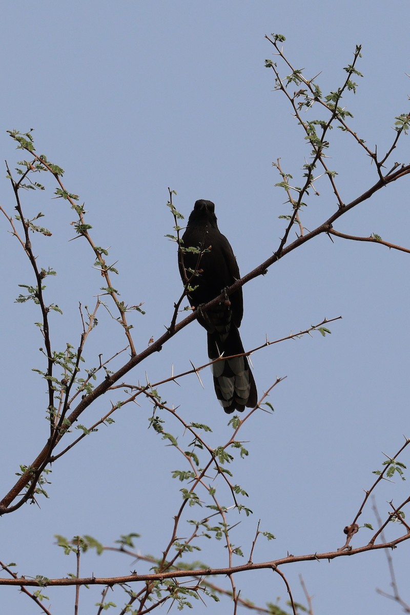 Black Scrub-Robin - ML501056941