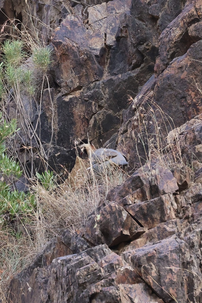 Arabian Partridge - ML501057221