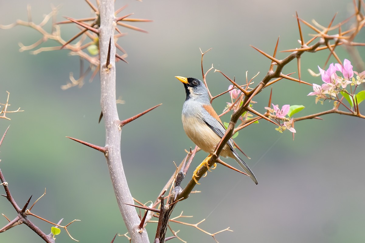 Buff-bridled Inca-Finch - ML501057271