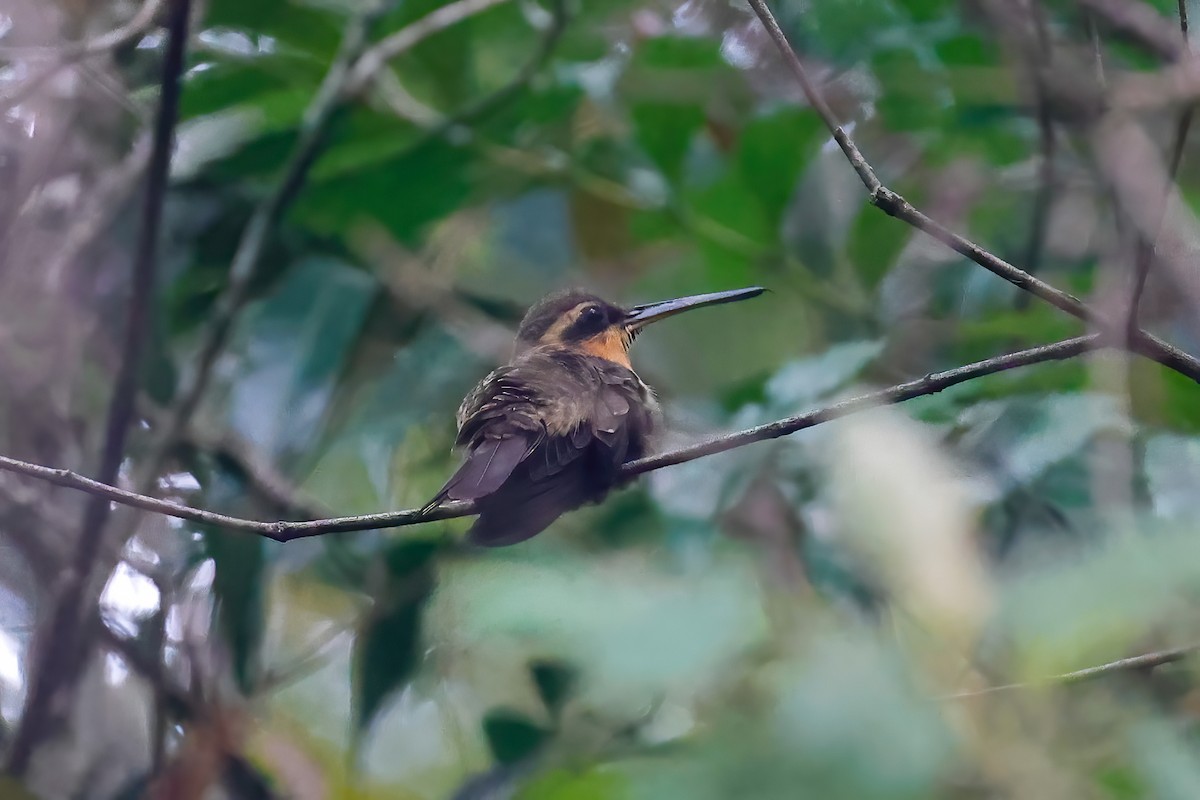 Saw-billed Hermit - Greg Bodker