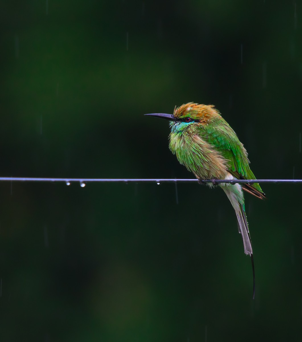 Asian Green Bee-eater - ML501058261