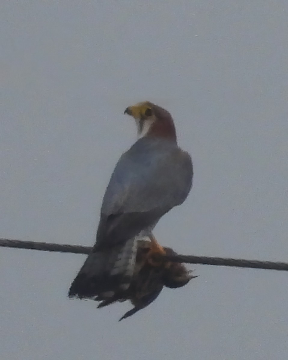 Red-necked Falcon - krishnakumar K Iyer