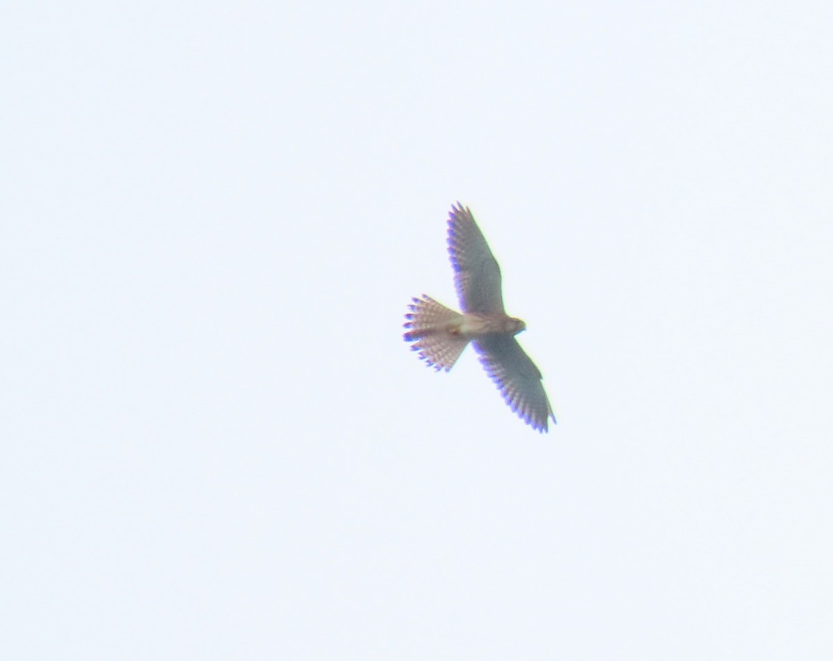 Eurasian Kestrel - ML501058631