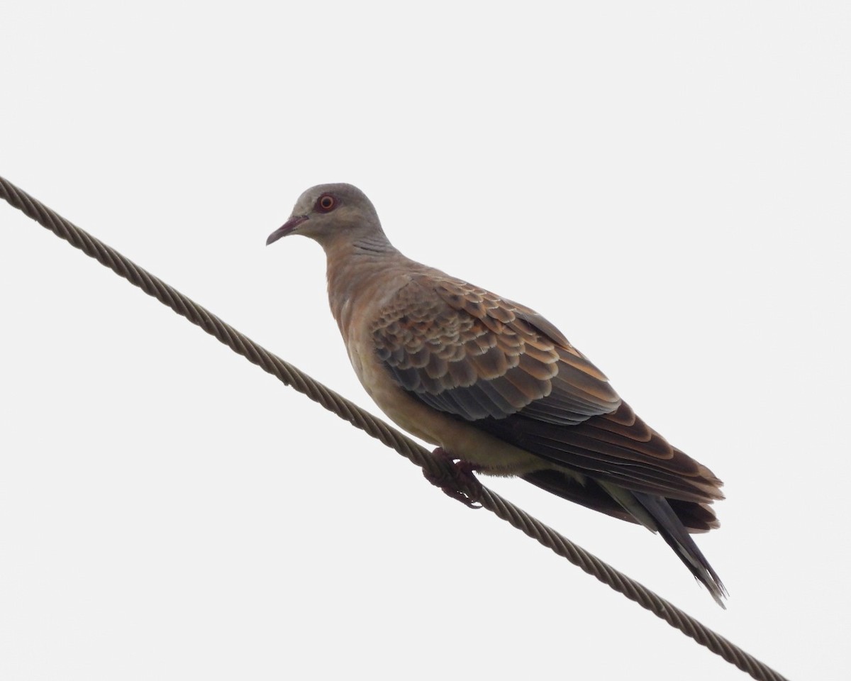 Oriental Turtle-Dove - ML501058691