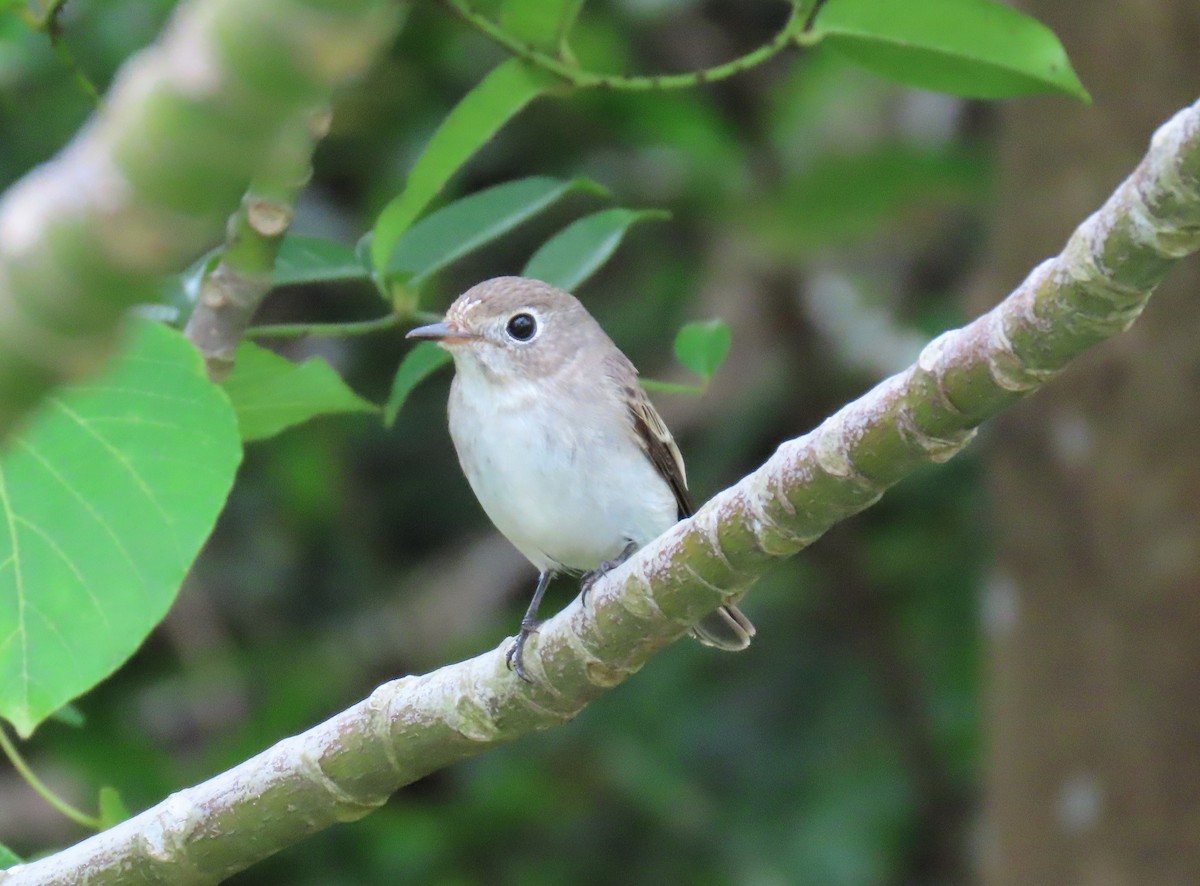 Asian Brown Flycatcher - ML501058701