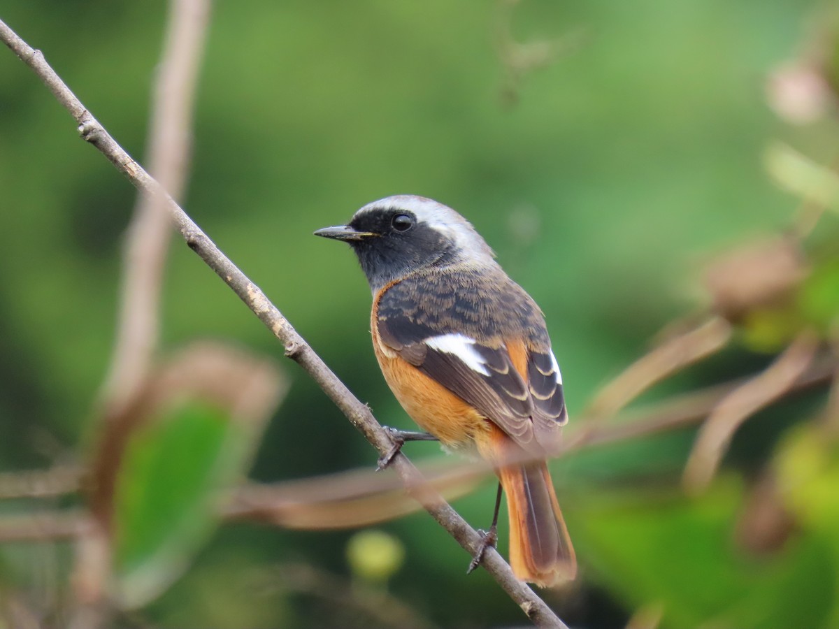 Daurian Redstart - ML501058821