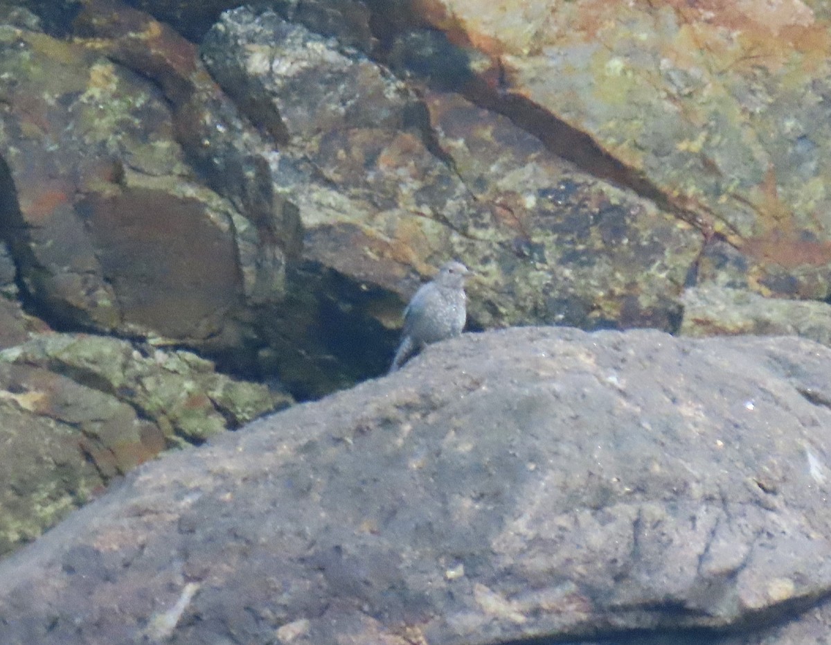 Blue Rock-Thrush - ML501058841