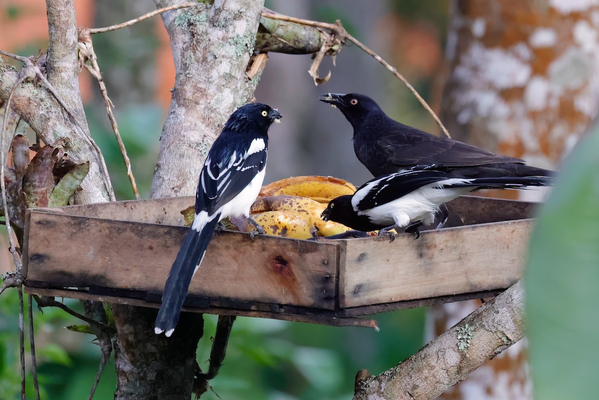 Giant Cowbird - ML501059731