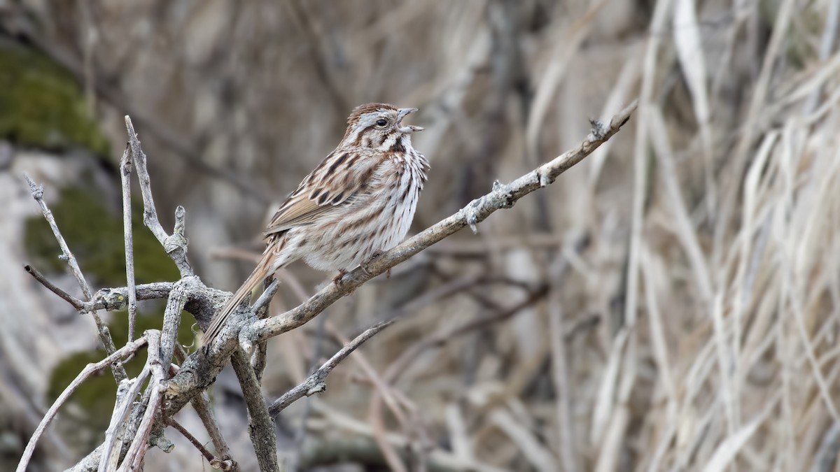 Song Sparrow - ML50106031